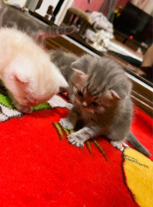 Мушуклар сотилади