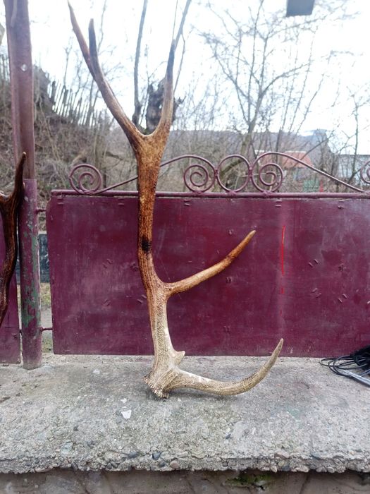 Vând corne de cerba