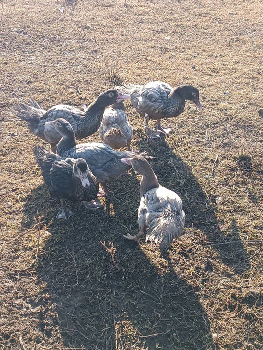 Индоутка қырғауыл