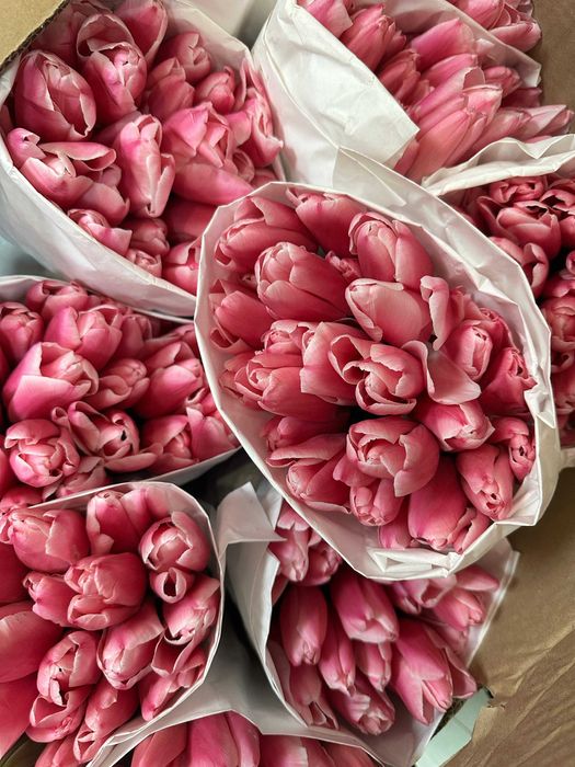 Премиальные местные тюльпаны