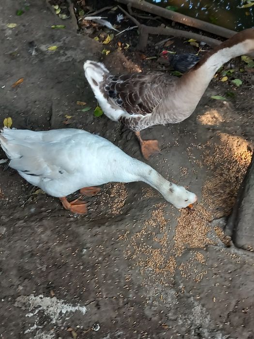 Gâște de Casă 2024