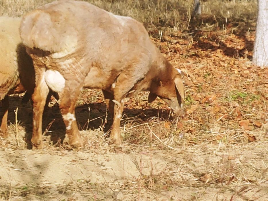 Кучкорлар сотилади