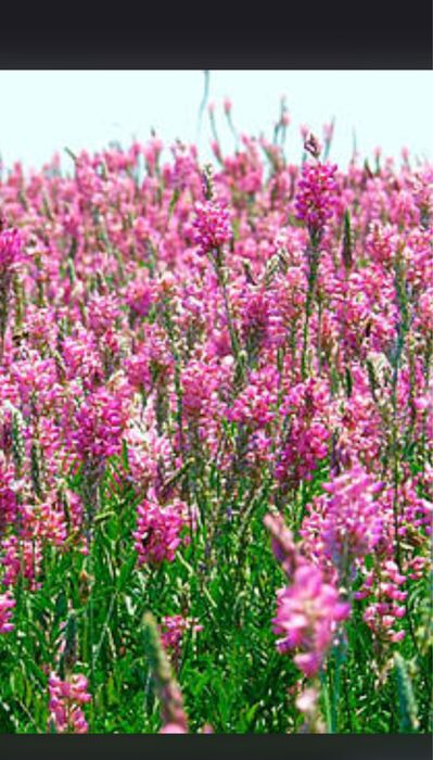 Семена эспарцет экспорцет экспарсет