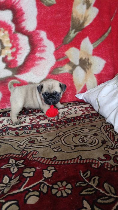 Продам щенков мопса