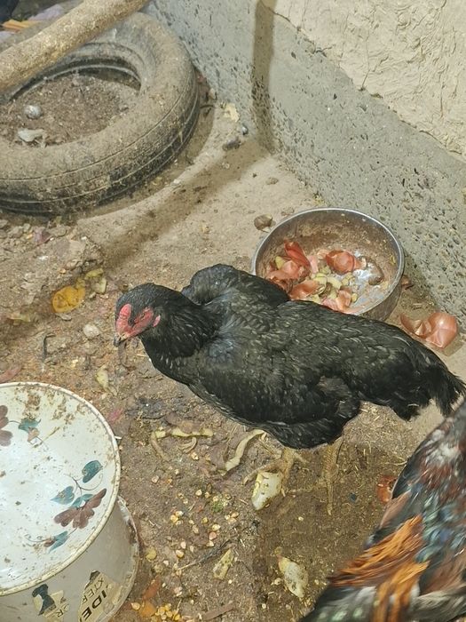 Жужа Хуроз сотилади