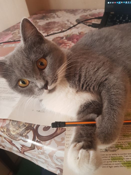 Scotish straight cat 100% sog'lom