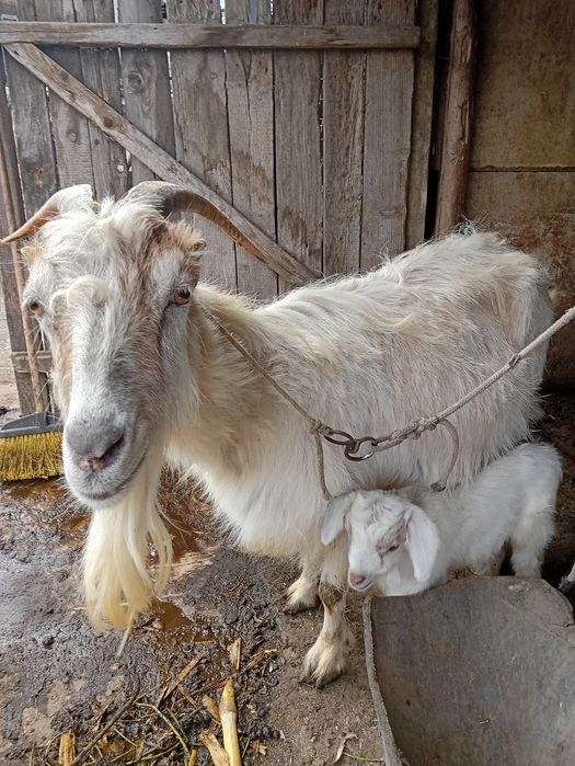 Capre cu iezi rasă Albă de Banat