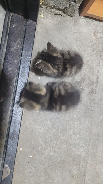 Дарю котят в добрые руки!!!