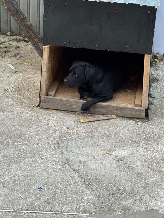Donez Labrador – Negruț,talie medie  1 an și 3 luni
