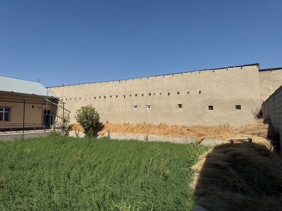 Beda sotiladi 2yillik o’rim