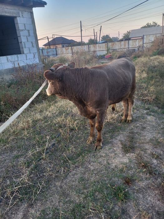 Продам быка