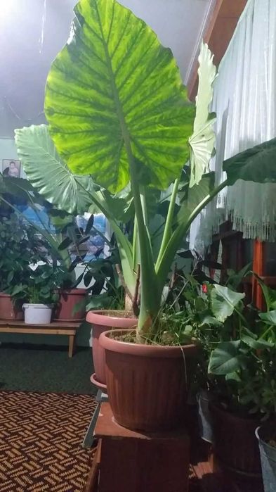 Гул сотаман катта баргли кала ва фикусник буйи 2 метрдан зиед