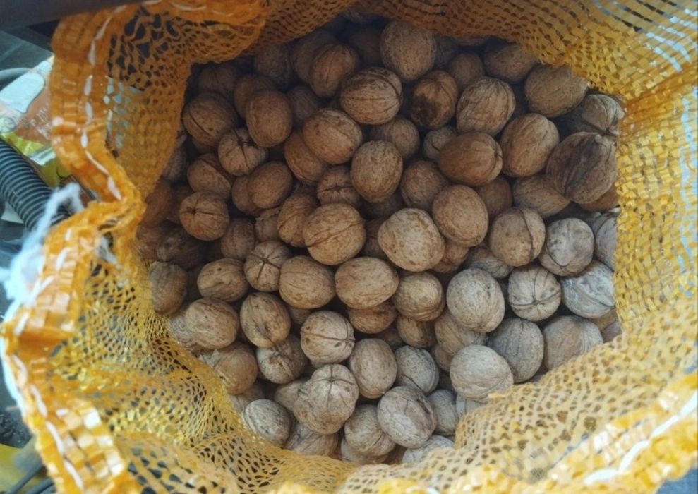 Грецкий орех продам