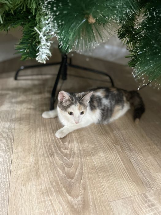 Отдам даром хорошие руки котенка