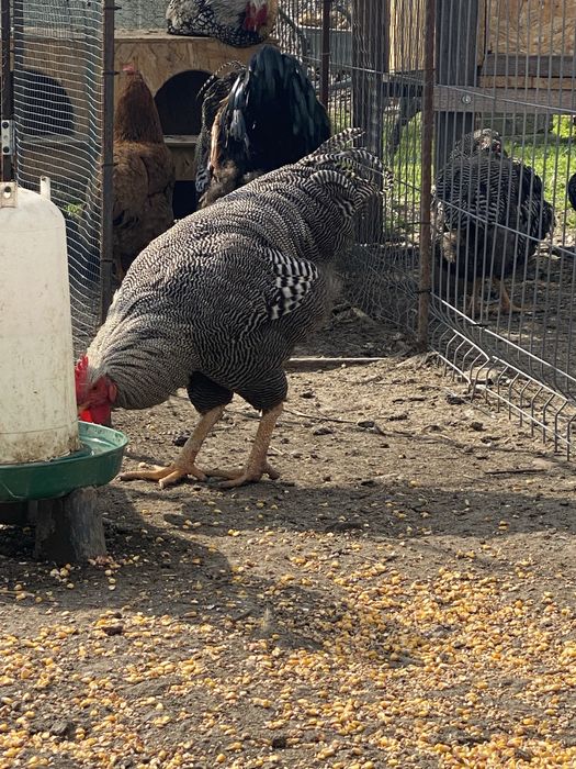 Cocoș playmonth si wyandotte