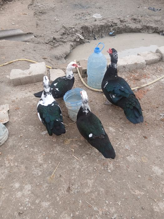 Indautkalar sotiladi 1 ta nar 3 ta moda narxi 150 mingdan donasi