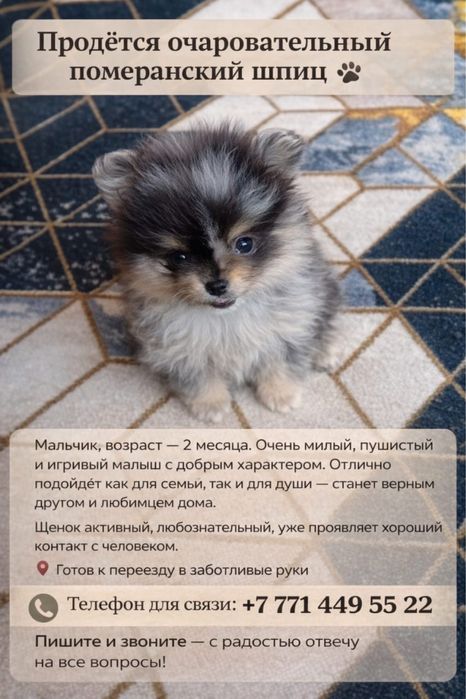 Померанский Шпиц