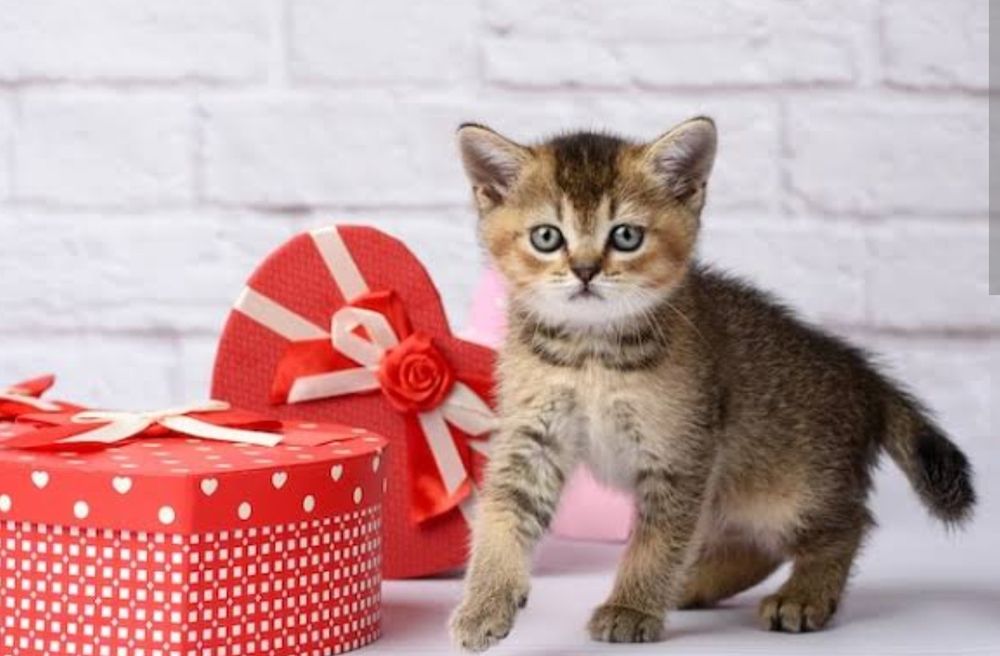 Шиншиллы Черное золото