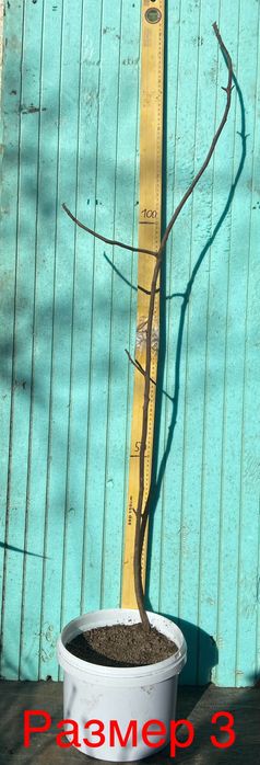 Смокини различни сортове, растения, дръвчета