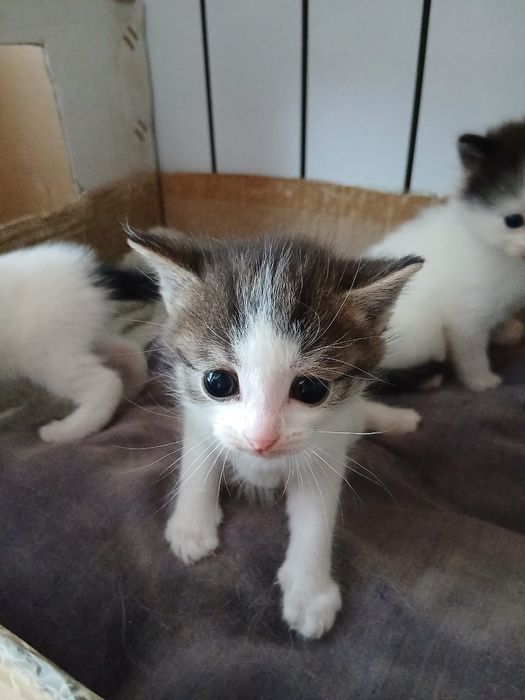 Отдам котят в хорошие руки