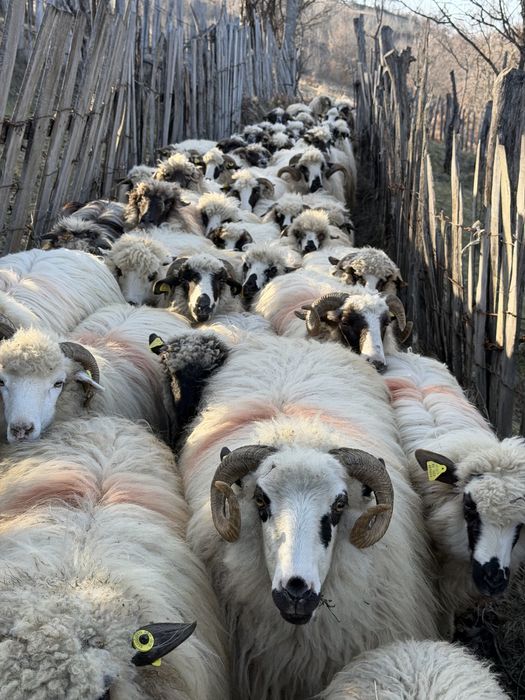 De vanzare 40 de oi cu miei