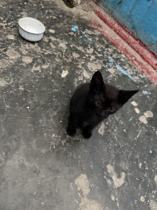 Маленкий котенок мальчик