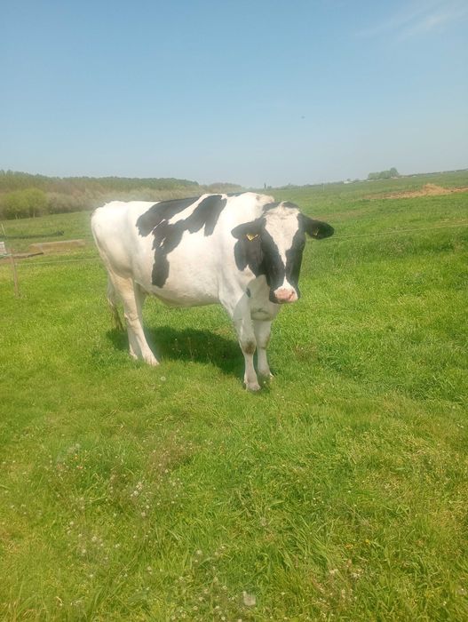 Animale vaci de lapte