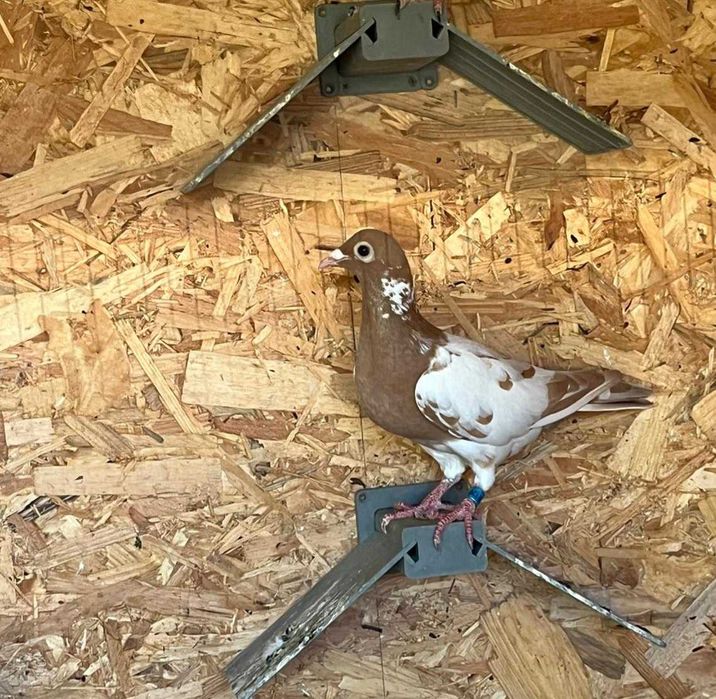 Porumbei Voiajori Karel Meulemans