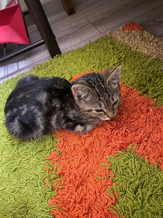 Отдам котёнка даром