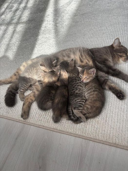 Отдам котят в хорошие добрые руки