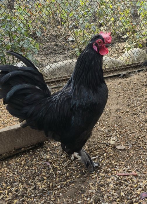 Петух карликовый,  чёрный.