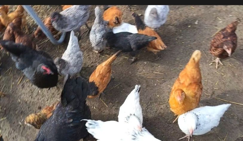 Rațe sălbatice, rațe mute și pui de găină