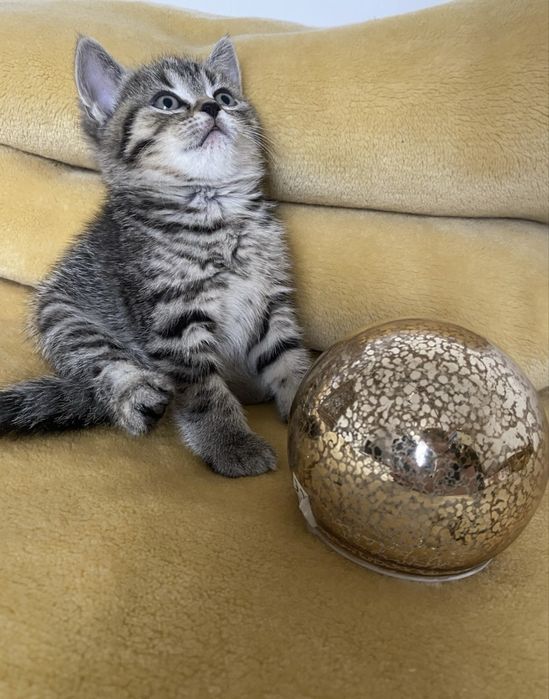 British shorthair brown