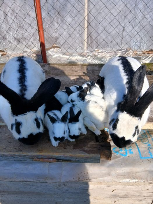 Iepurași fluture german disponibili în Țigănești