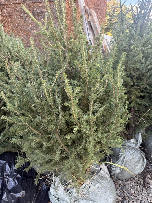 Продам Сибирскую Ель