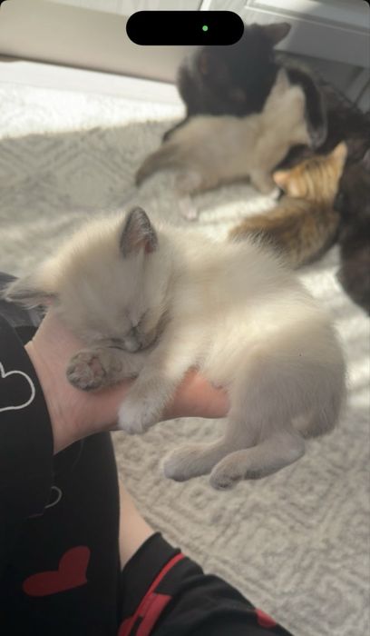 Отдам котят , по 5000т