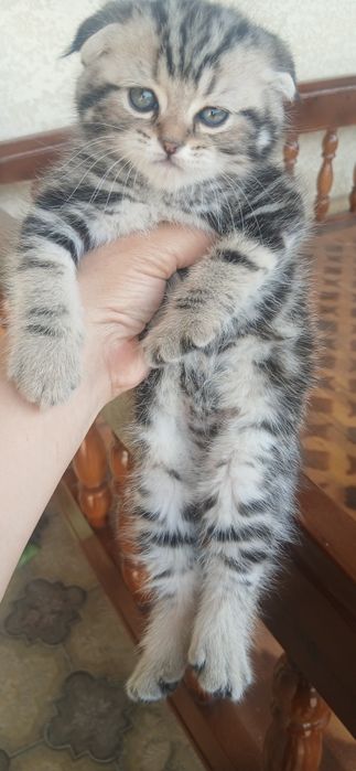 Zoti  toza mushukchalar
