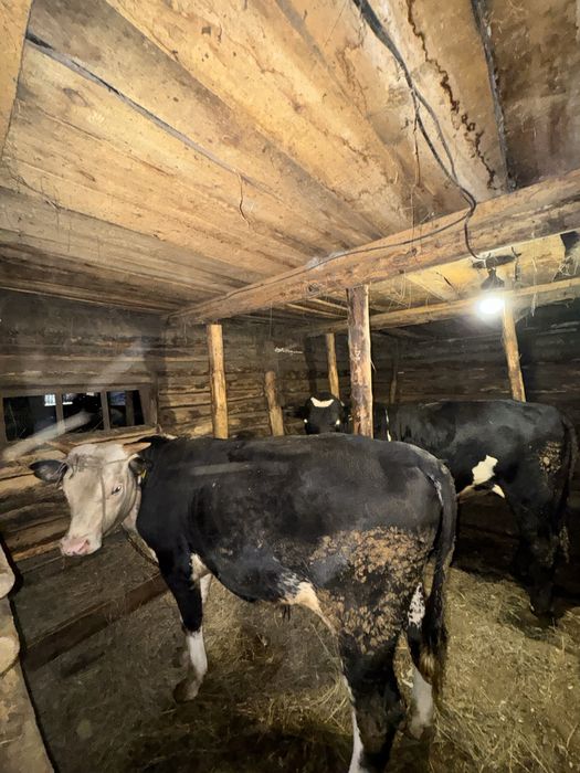 Продам бычков на откорме