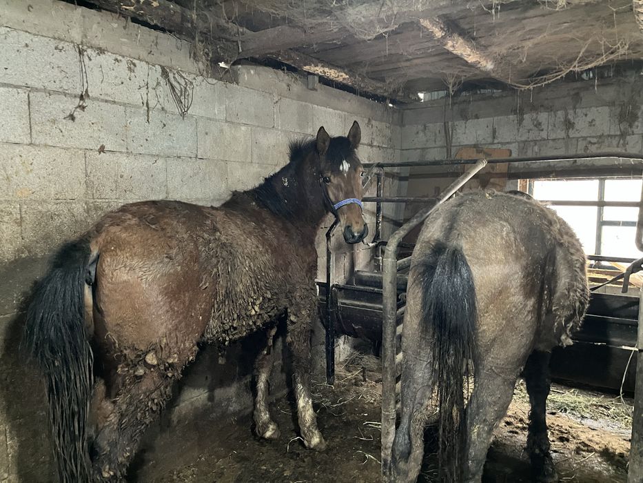 Полторашка жеребец. Хороший, спокойный.