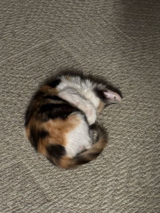 котенок бесплатно