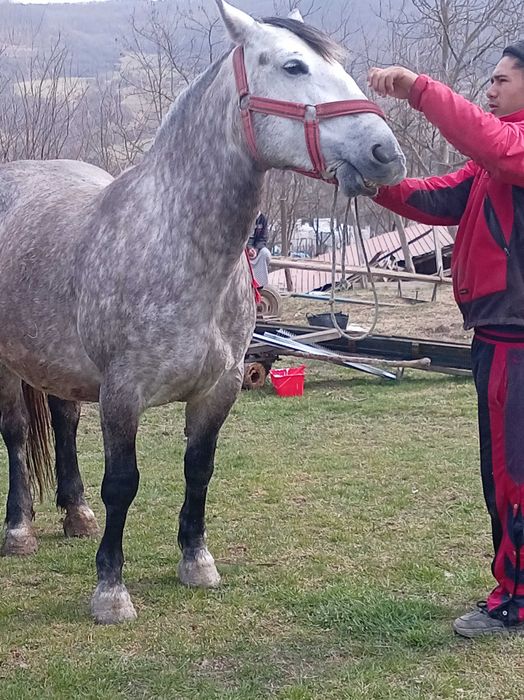 Vand iapa de 5 ani cu acte gestanta