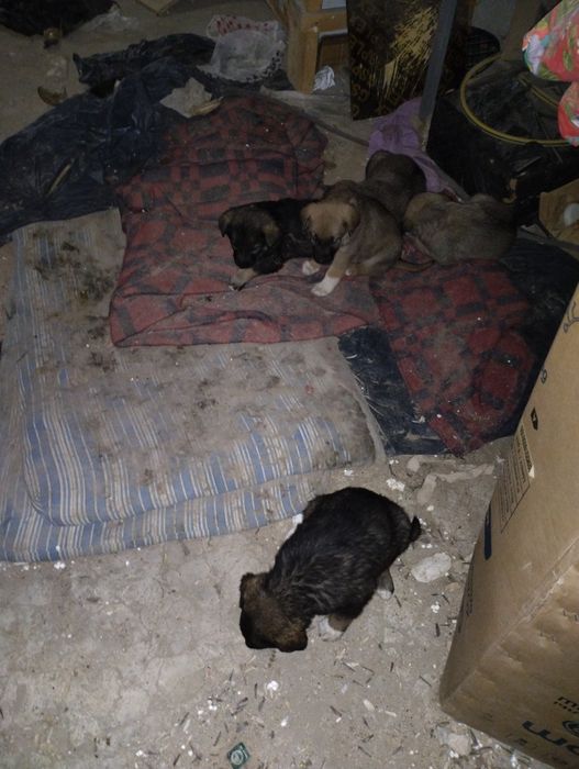 Күшіктер бар 3-4 еркек Мангышлакта