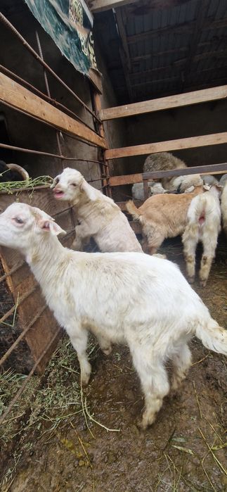 Заеен ешкі лактары сатылады
