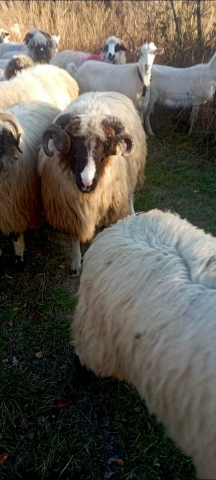 2 miori + 2 berbecuți brezi