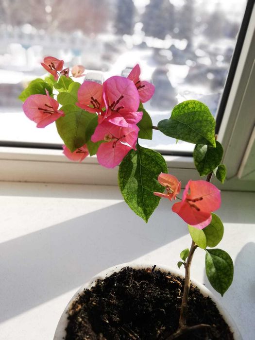 Цветущие розовые бугенвиллии