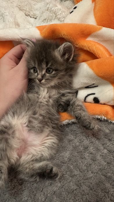 Отдаю котят даром