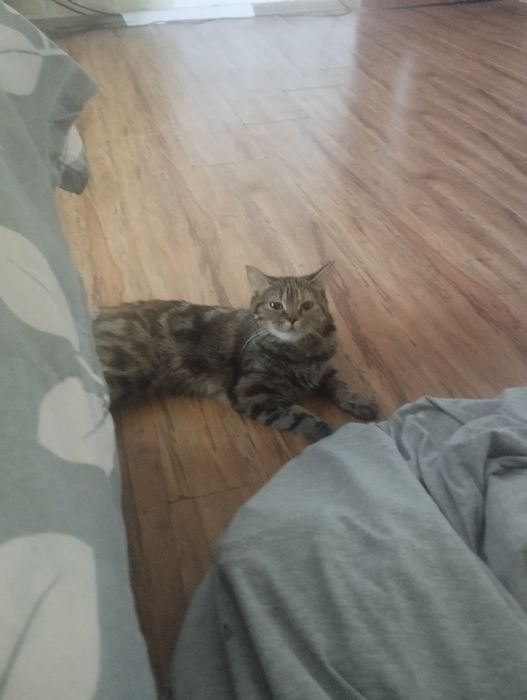 Отдам даром ,хорошие руки