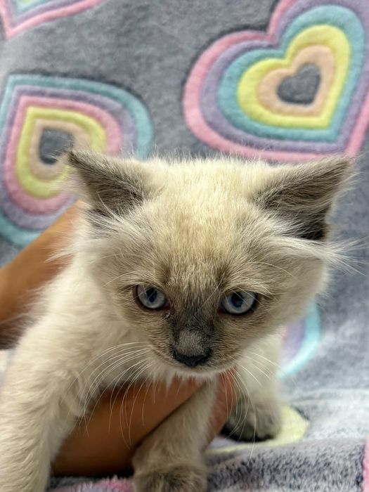 Котенок, сиамская, девочка