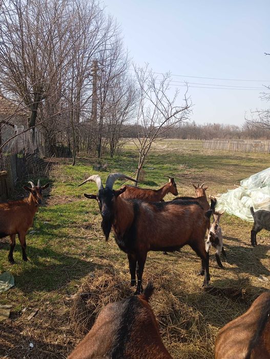 Ieduțe alpine de vanzare