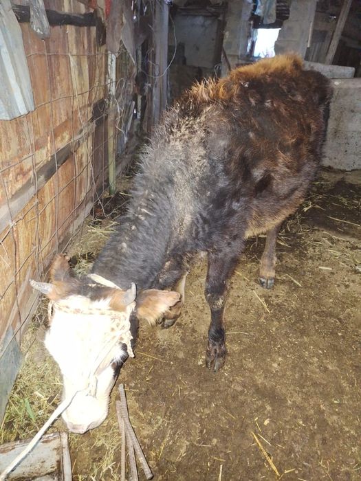 Продам корову и тёлок